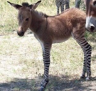zedonktrimmed zedonktrimmed July 26 August 1: Running Rabbits, Dizzy Feet, Penned up Ponies & Pikes Peak