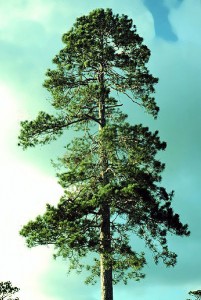 403px Pinus resinosa1 201x300 Sample Week: May 10   16