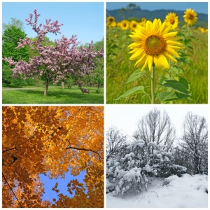 seasons canstockphoto9046473 300x300 2012 End of Year Bonus Issue: TJEd Inspire Newsletter
